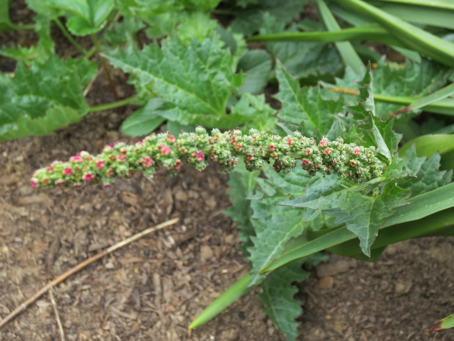 Chenopodium californicum, California Goosefoot