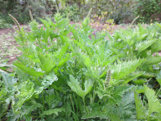 Chenopodium californicum, California Goosefoot