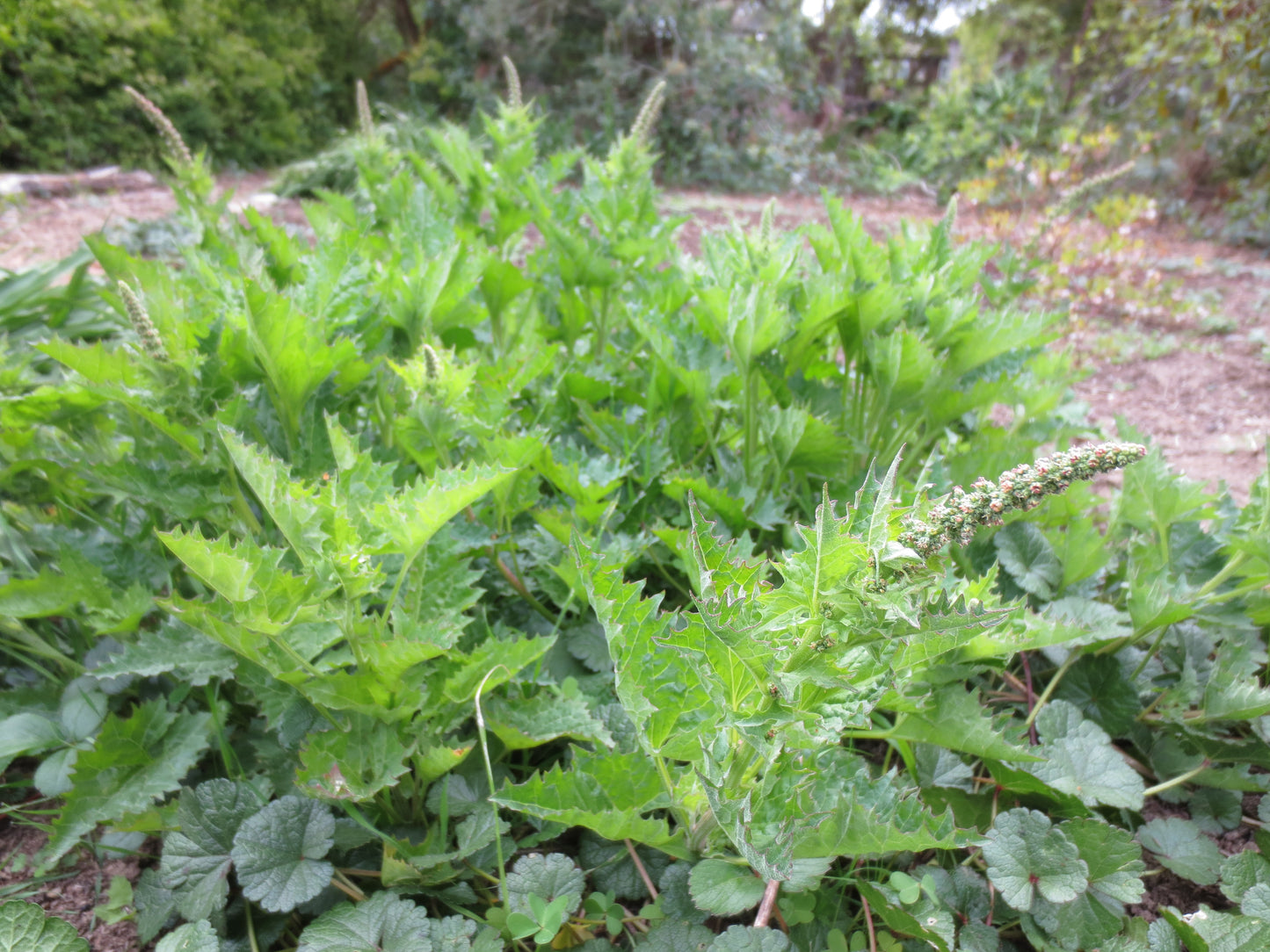 Chenopodium californicum, California Goosefoot
