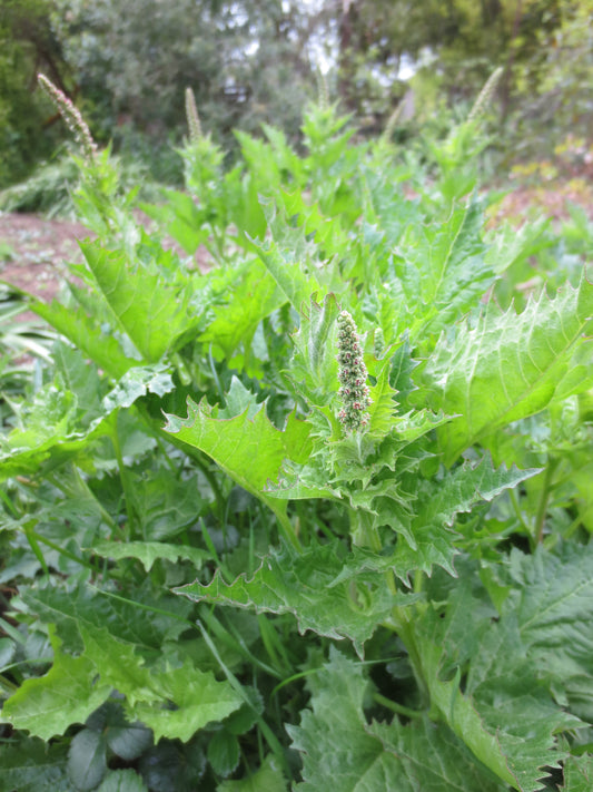 Chenopodium californicum, California Goosefoot