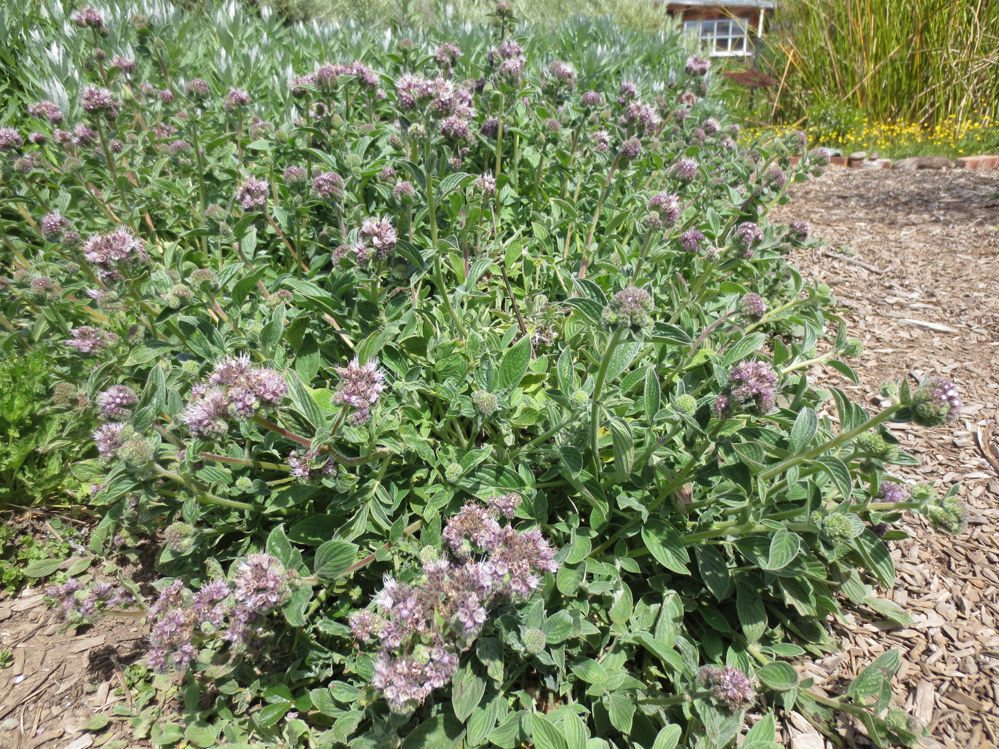 Phacelia californica, Coast Phacelia