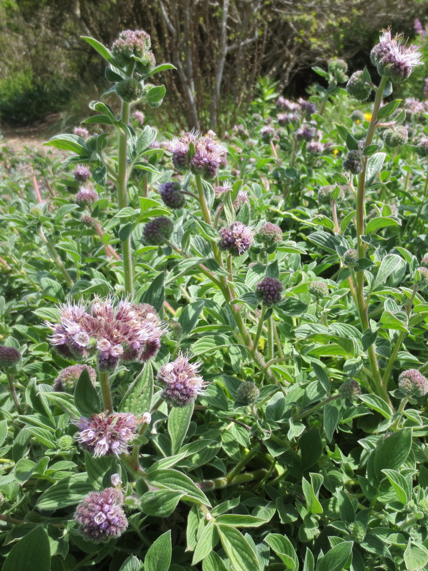 Phacelia californica, Coast Phacelia