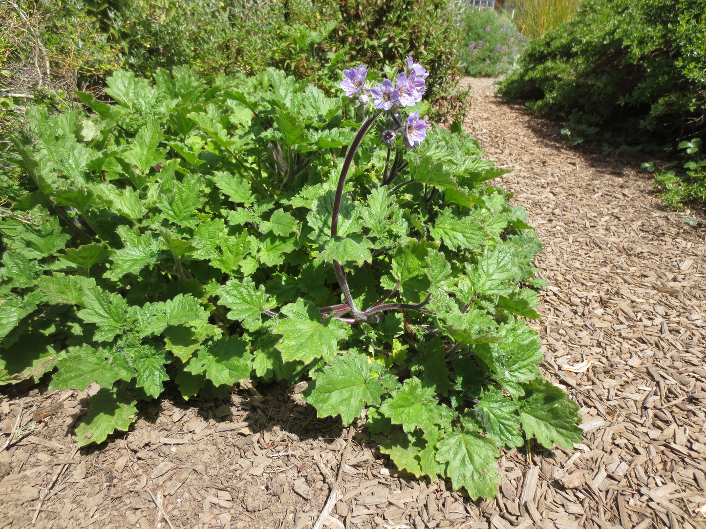 Phacelia bolanderi, Bolander's Phacelia
