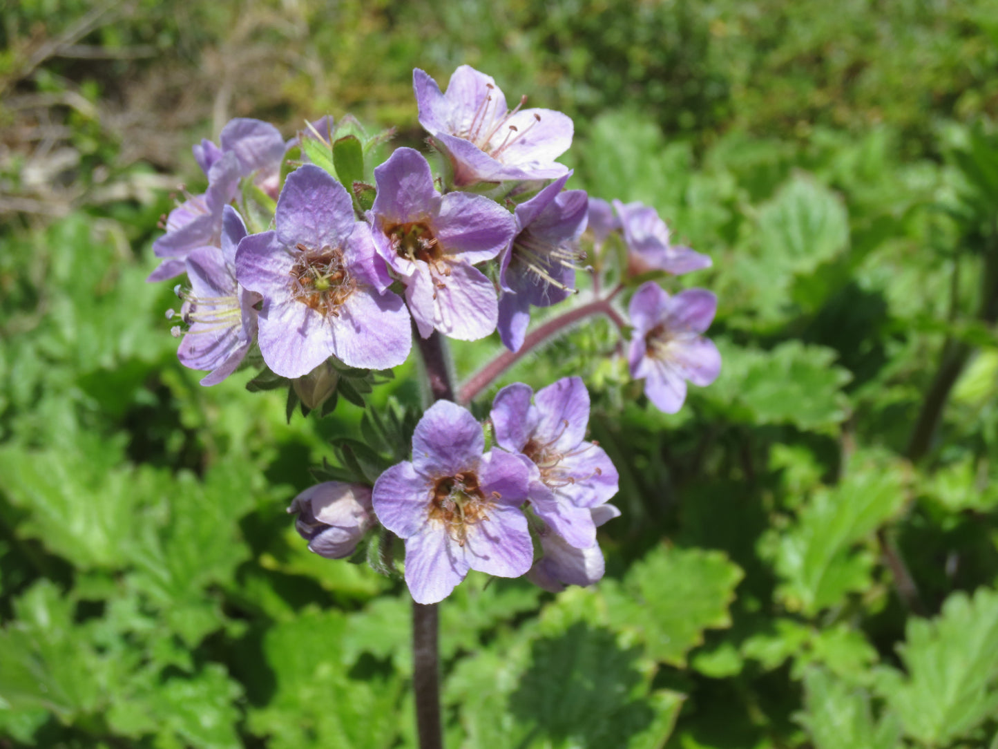 Phacelia bolanderi, Bolander's Phacelia