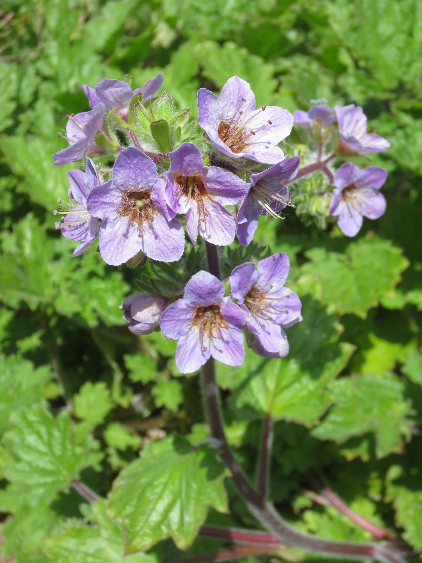 Phacelia bolanderi, Bolander's Phacelia