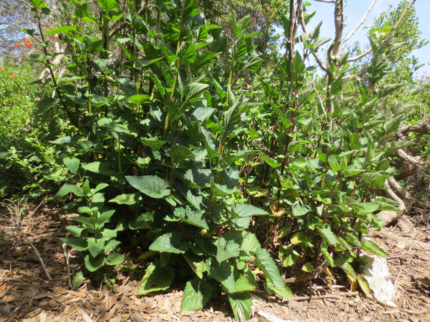 Scrophularia californica, Bee Plant