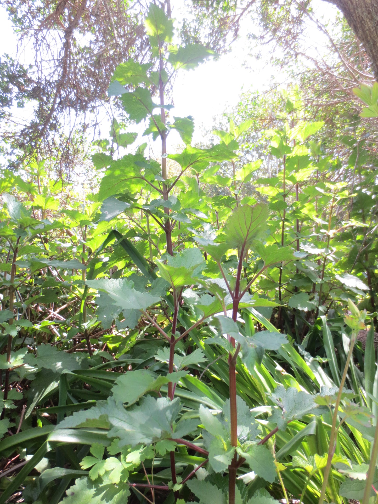 Scrophularia californica, Bee Plant