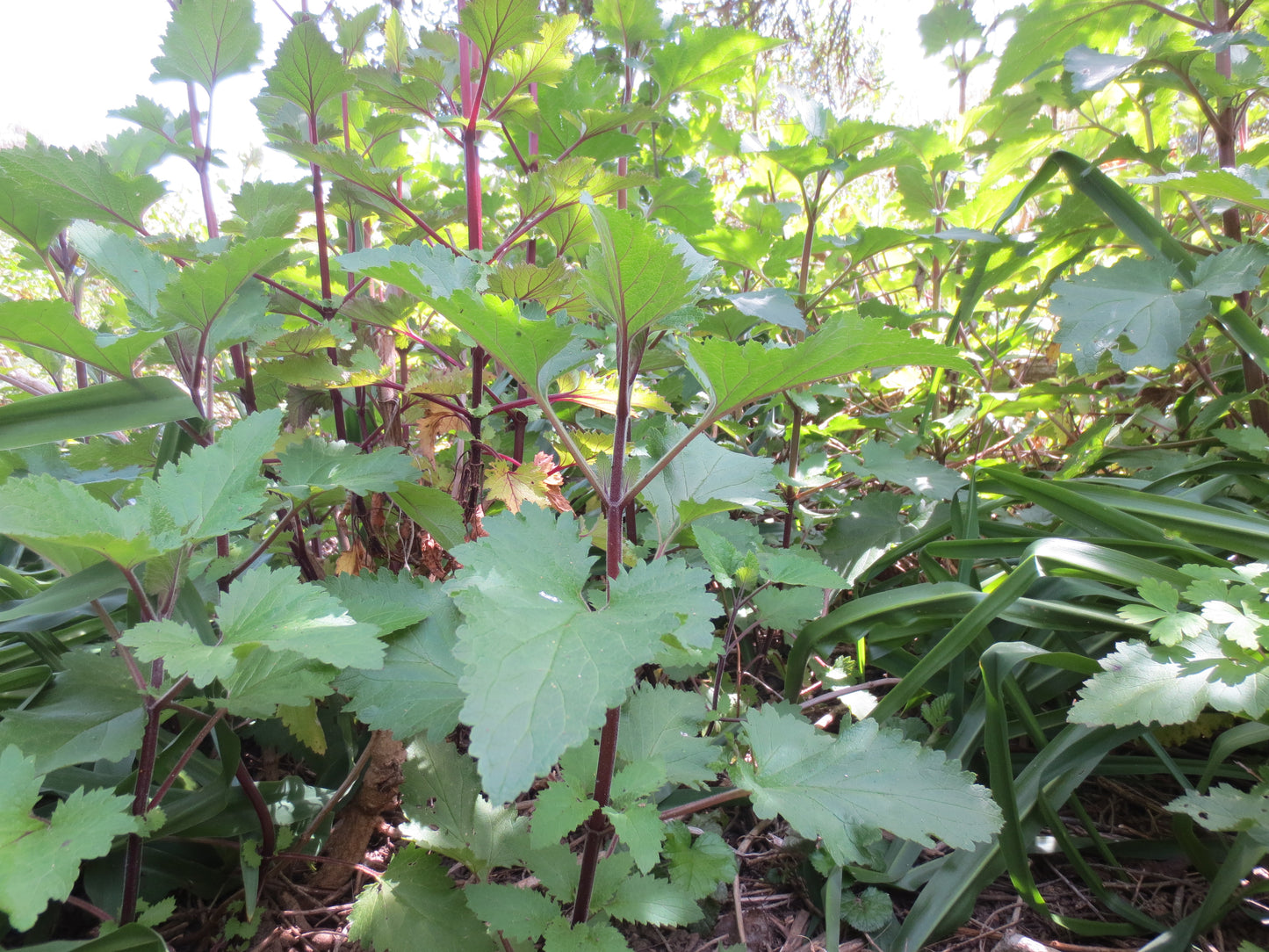 Scrophularia californica, Bee Plant