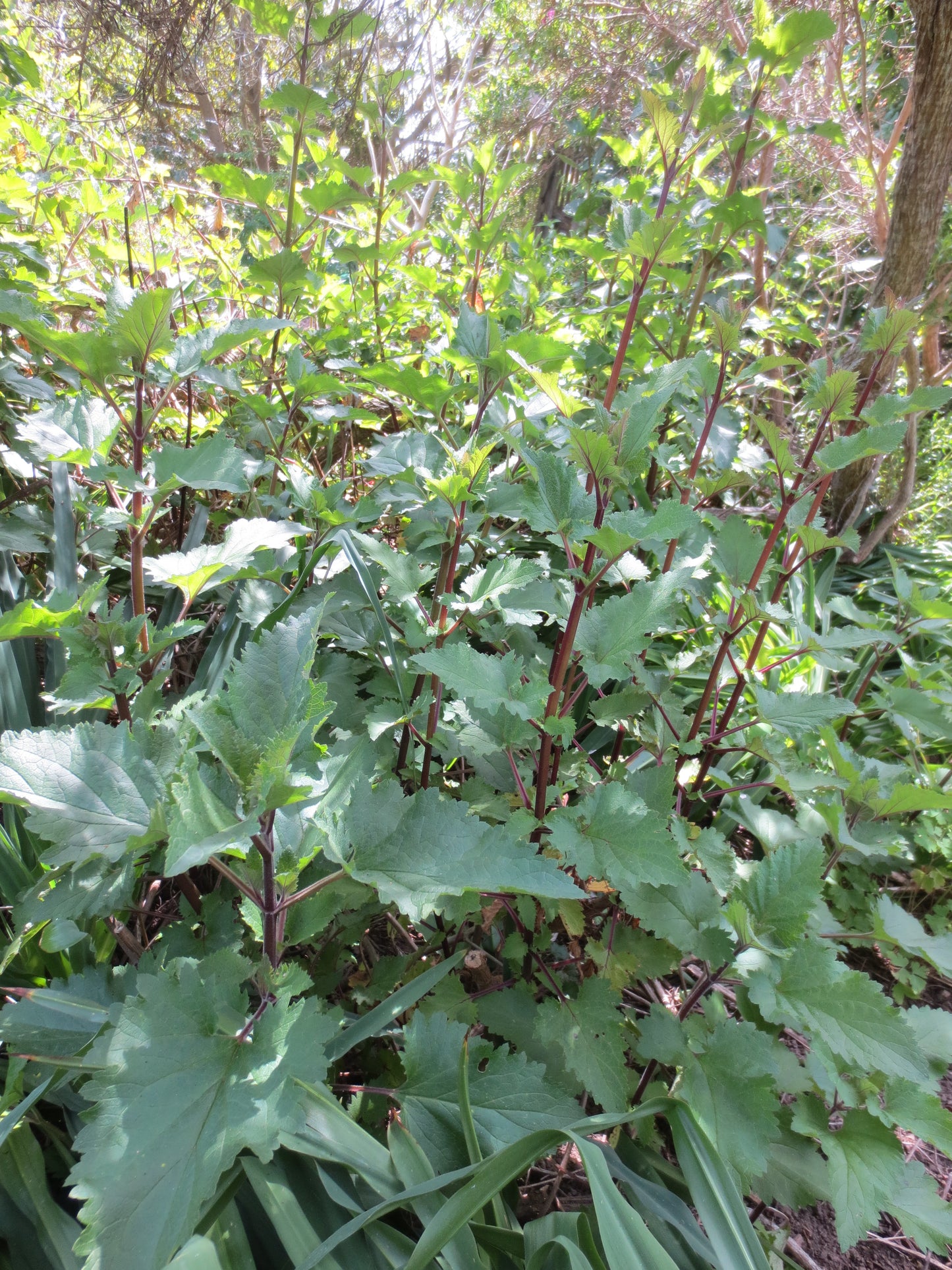 Scrophularia californica, Bee Plant