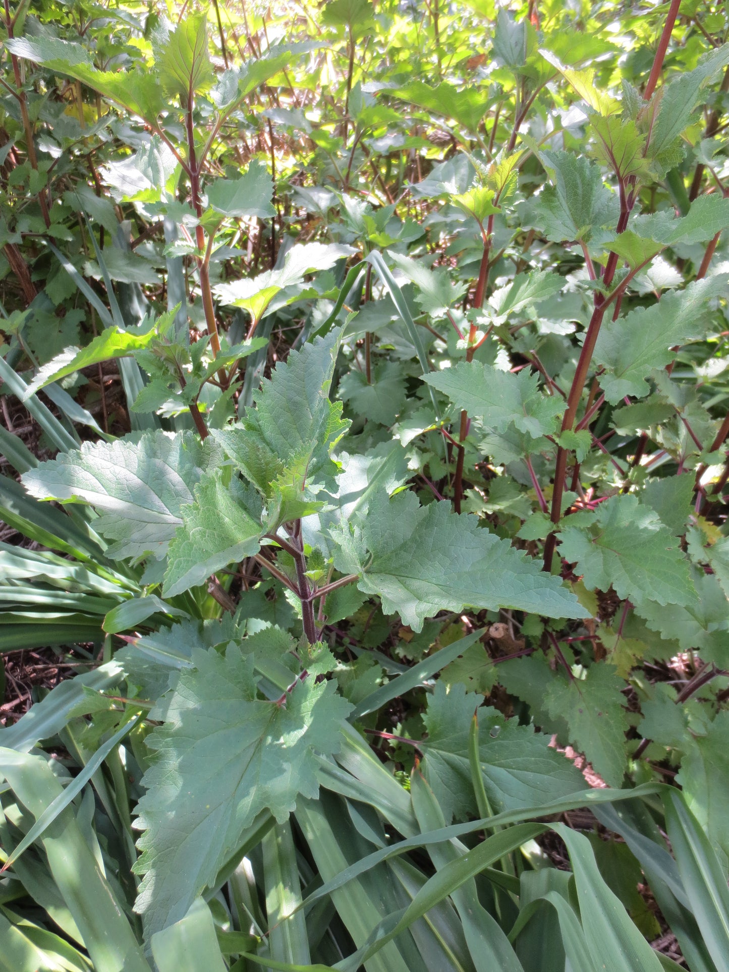 Scrophularia californica, Bee Plant