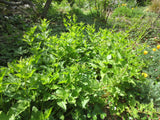 Chenopodium californicum, California Goosefoot