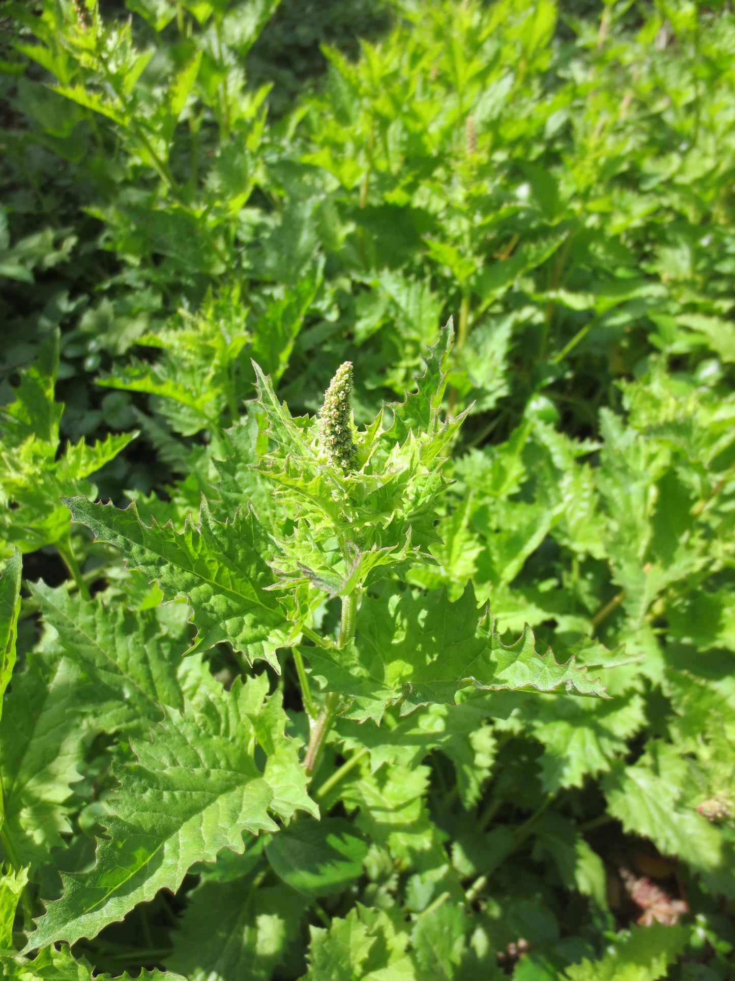 Chenopodium californicum, California Goosefoot