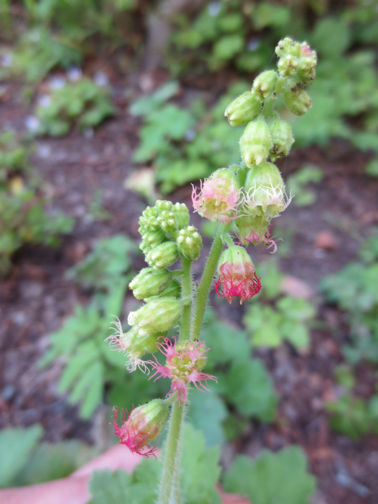 Tellima grandiflora, Fringe Cups