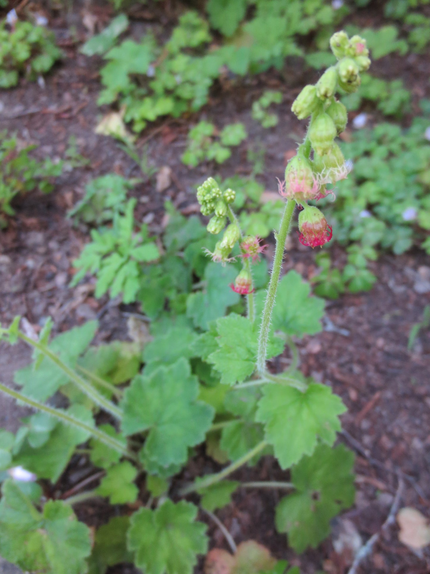 Tellima grandiflora, Fringe Cups