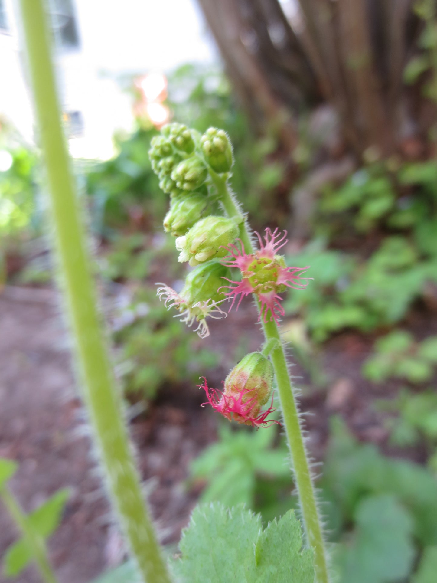 Tellima grandiflora, Fringe Cups