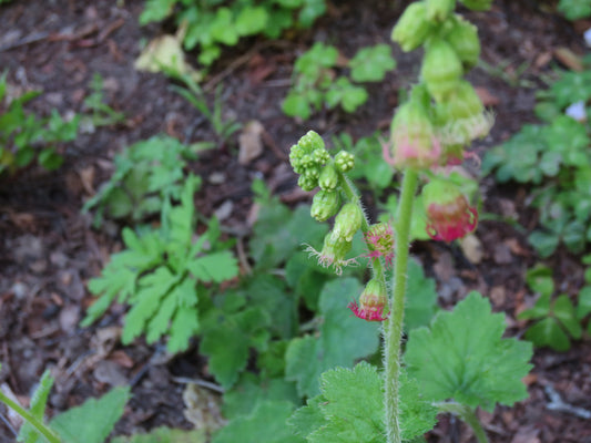 Tellima grandiflora, Fringe Cups