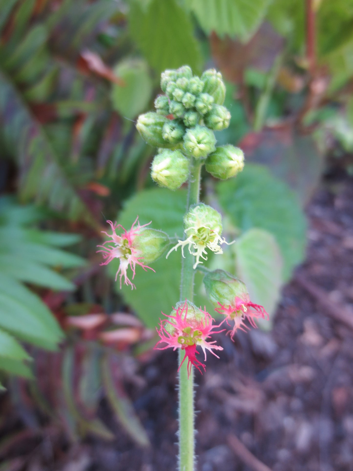 Tellima grandiflora, Fringe Cups