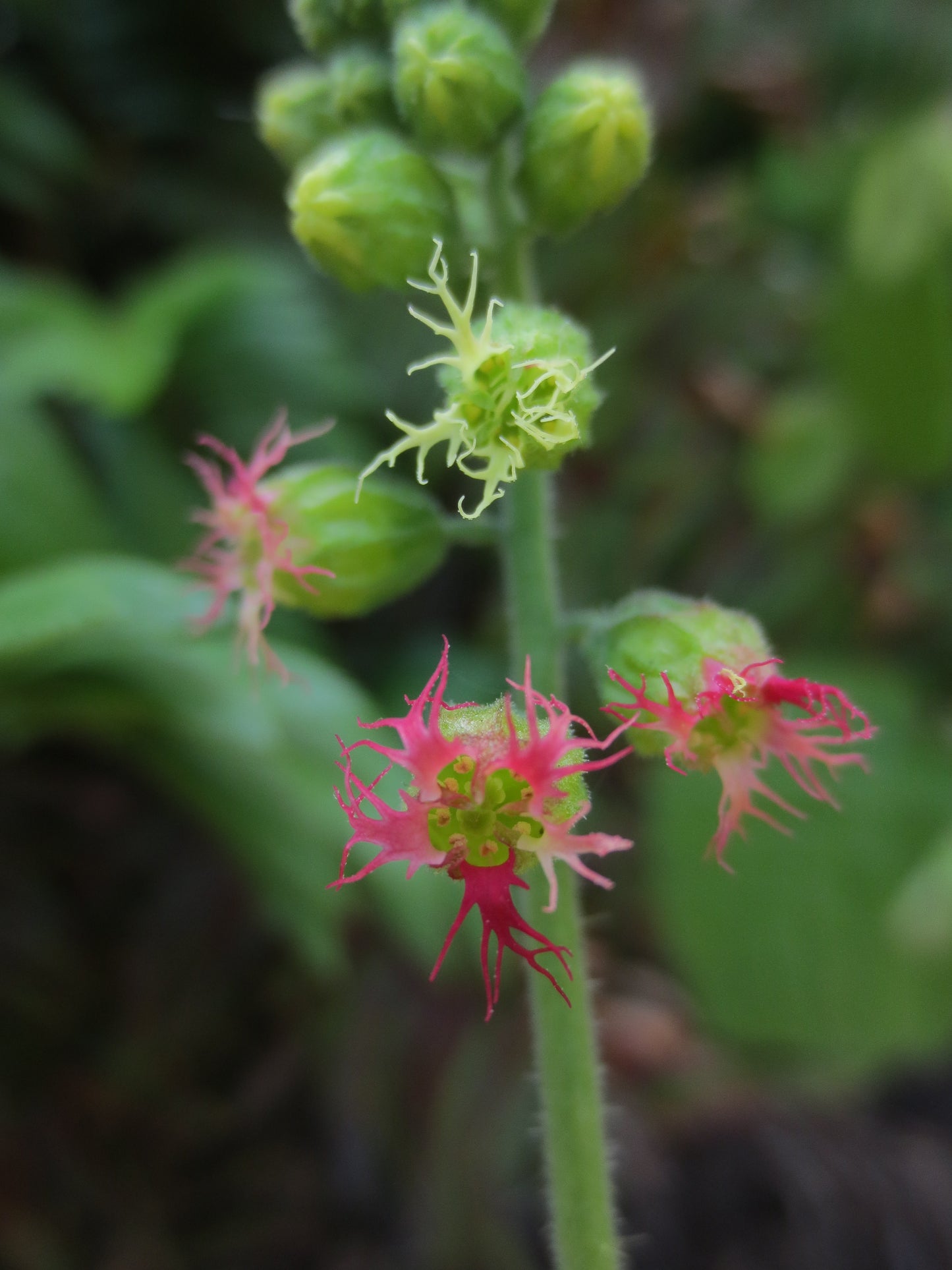 Tellima grandiflora, Fringe Cups