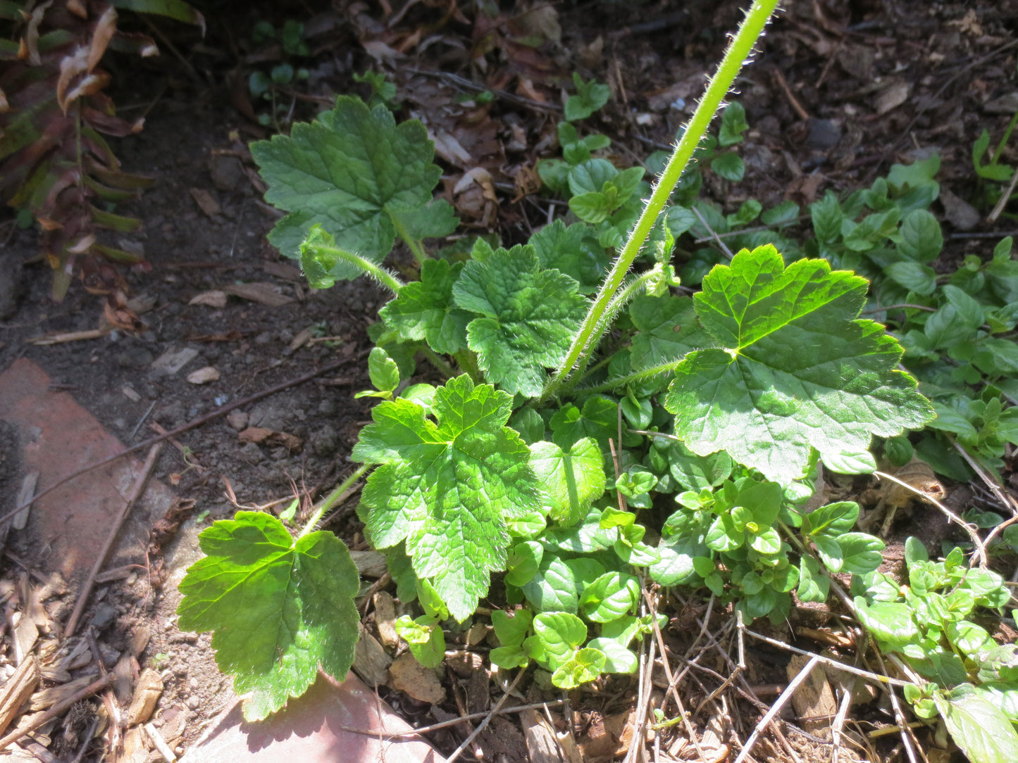 Tellima grandiflora, Fringe Cups