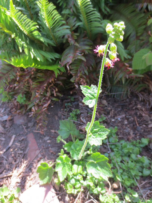 Tellima grandiflora, Fringe Cups