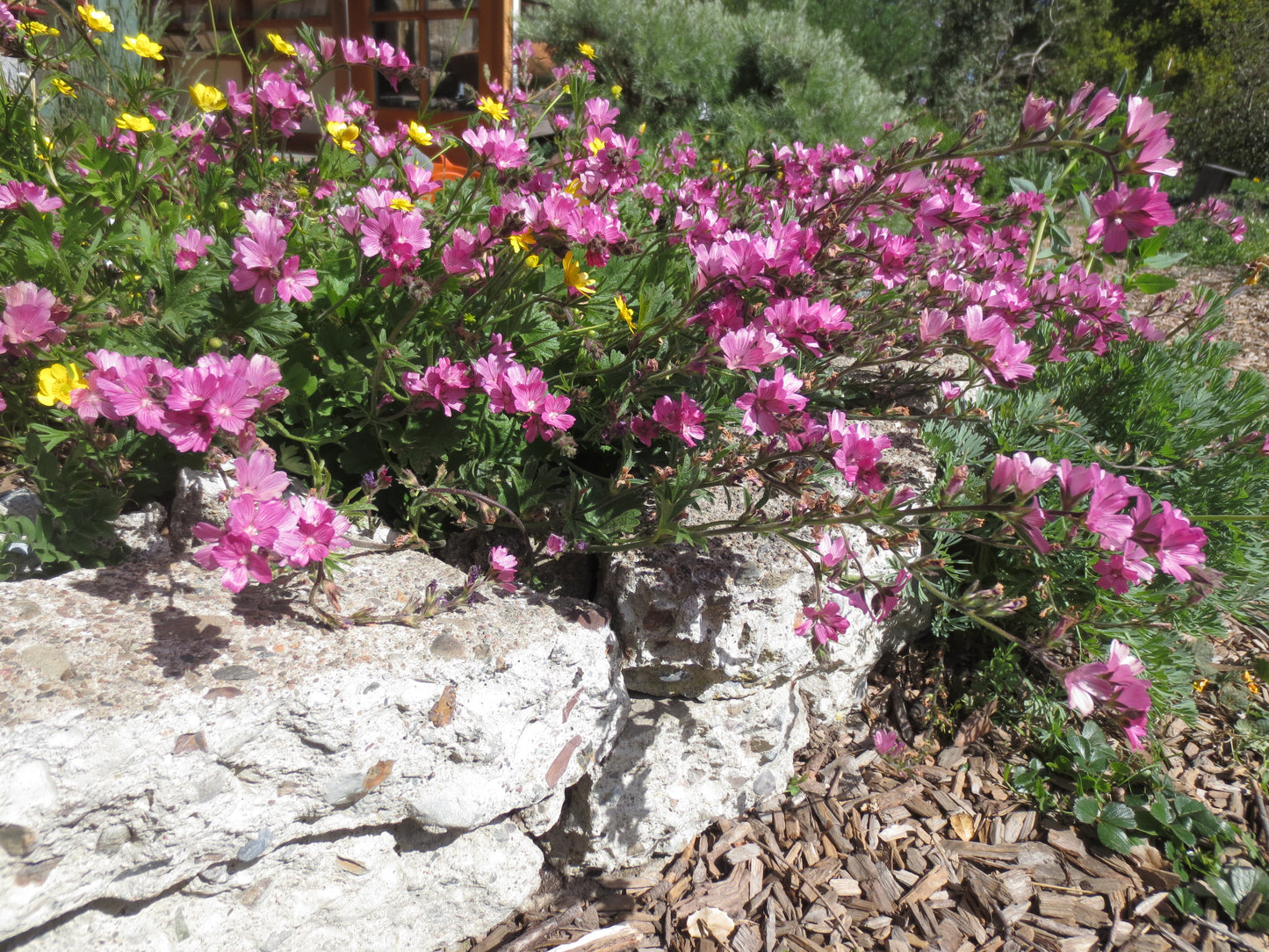Sidalcea malviflora, Checkerbloom