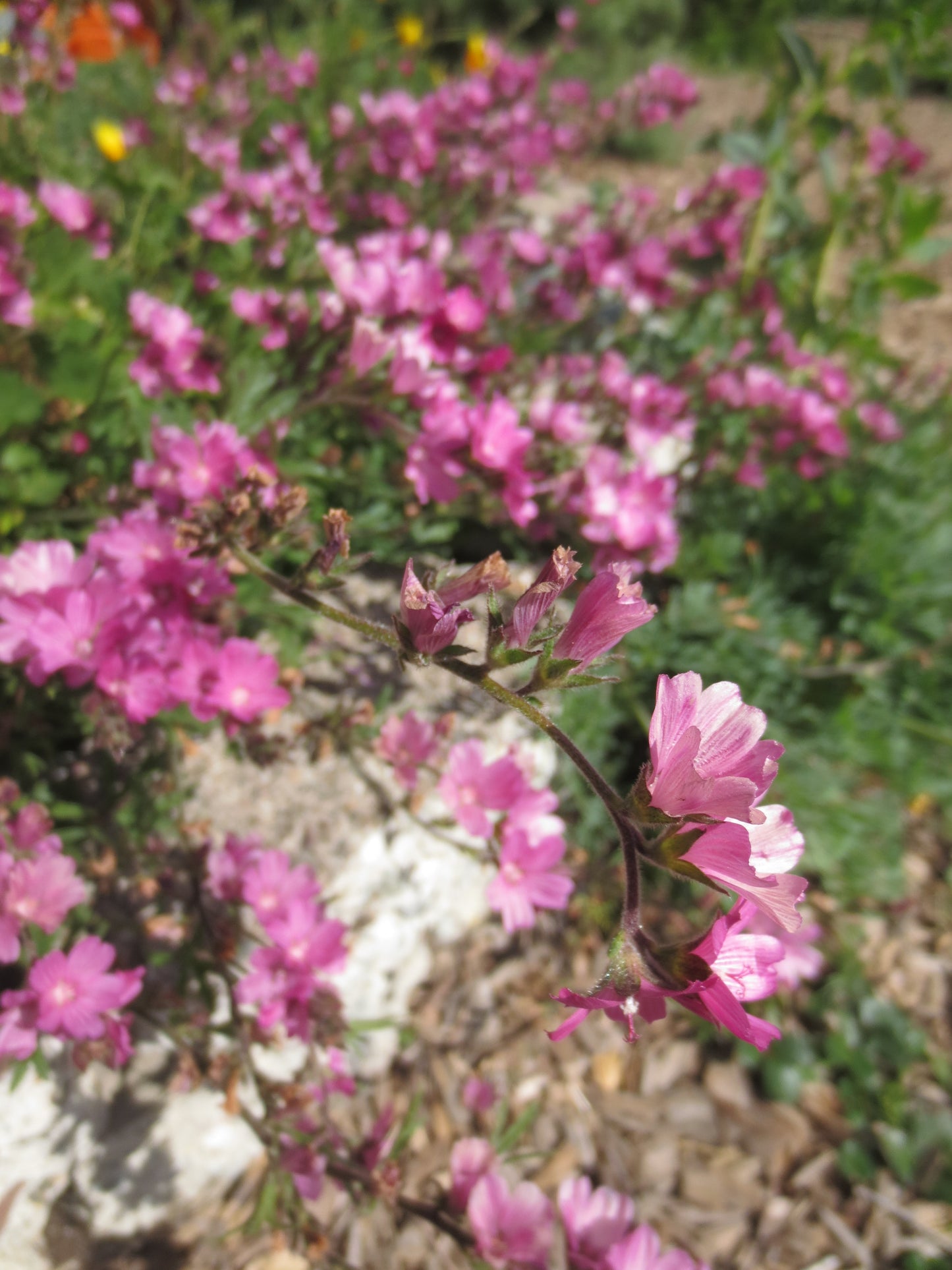 Sidalcea malviflora, Checkerbloom