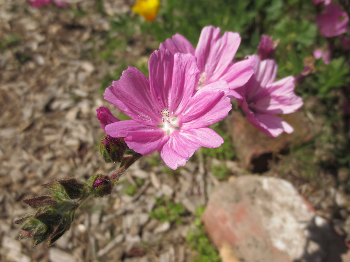 Sidalcea malviflora, Checkerbloom