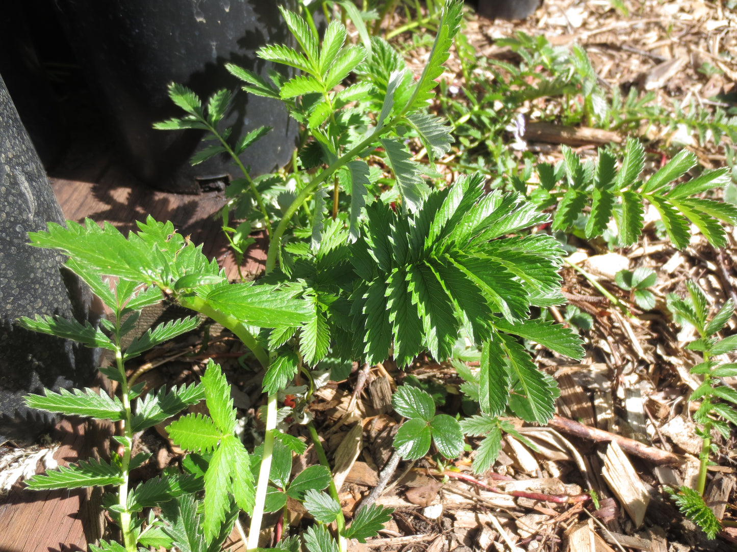 Potentilla anserina ssp. pacifica, Silverweed