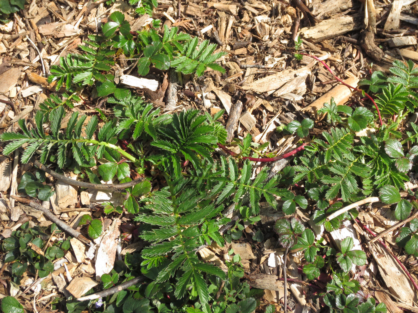 Potentilla anserina ssp. pacifica, Silverweed