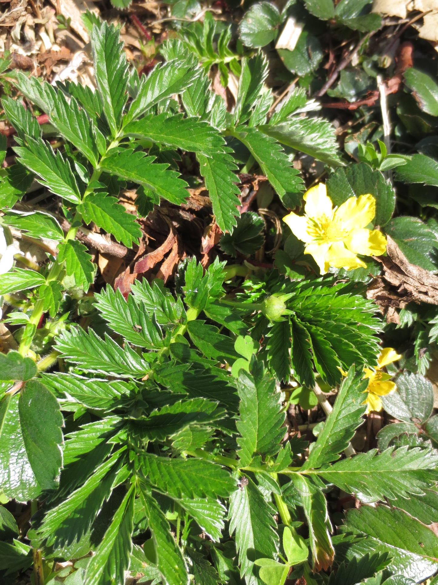 Potentilla anserina ssp. pacifica, Silverweed