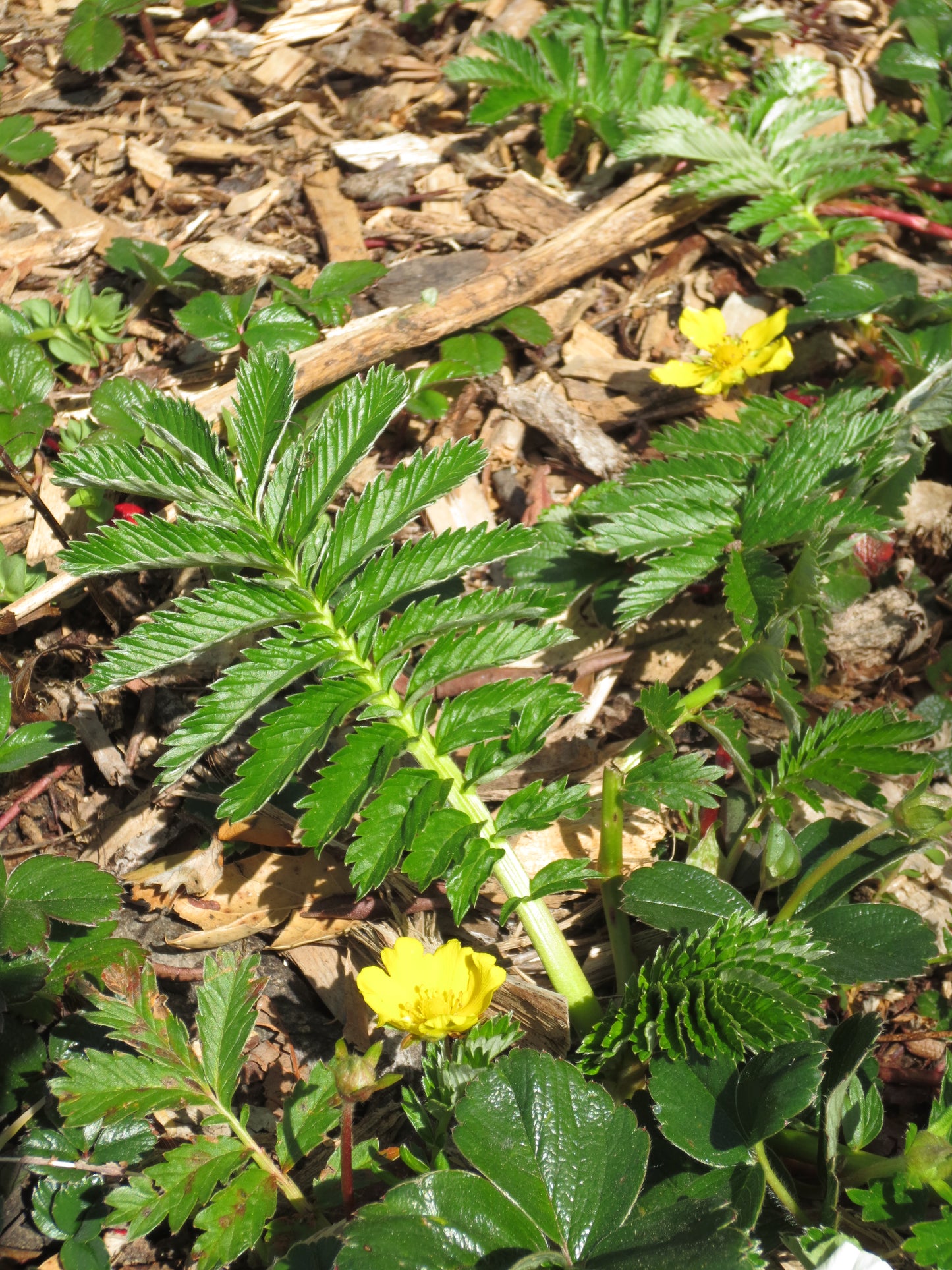 Potentilla anserina ssp. pacifica, Silverweed