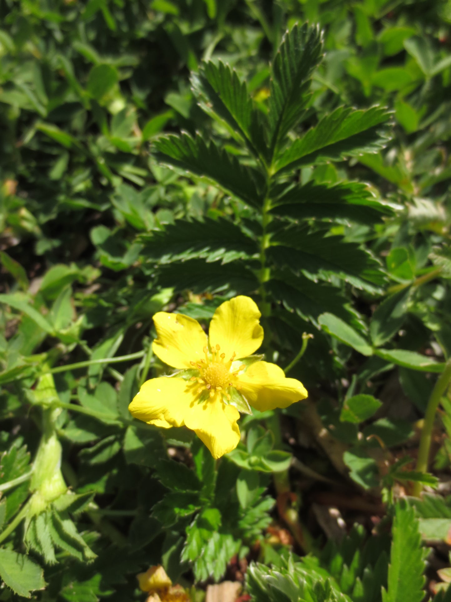 Potentilla anserina ssp. pacifica, Silverweed