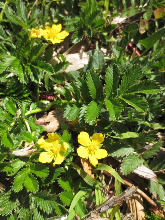 Potentilla anserina ssp. pacifica, Silverweed