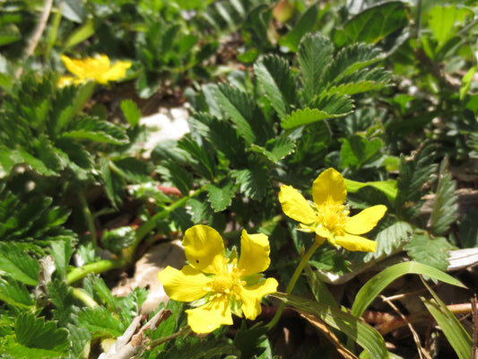Potentilla anserina ssp. pacifica, Silverweed
