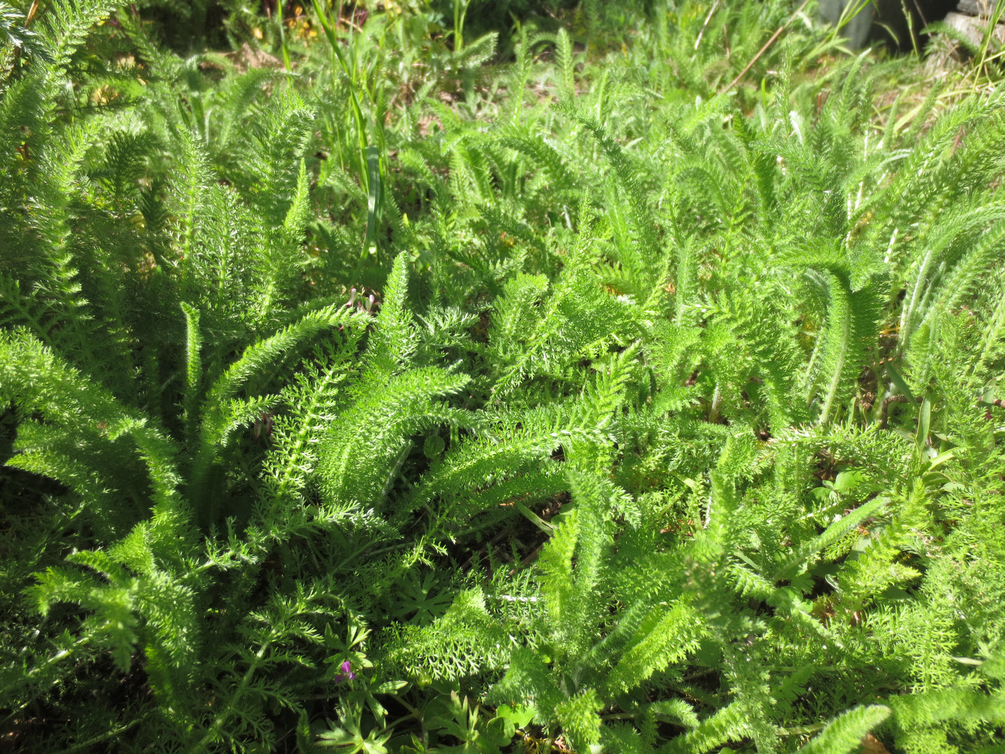 Achillea millefolium, White Yarrow