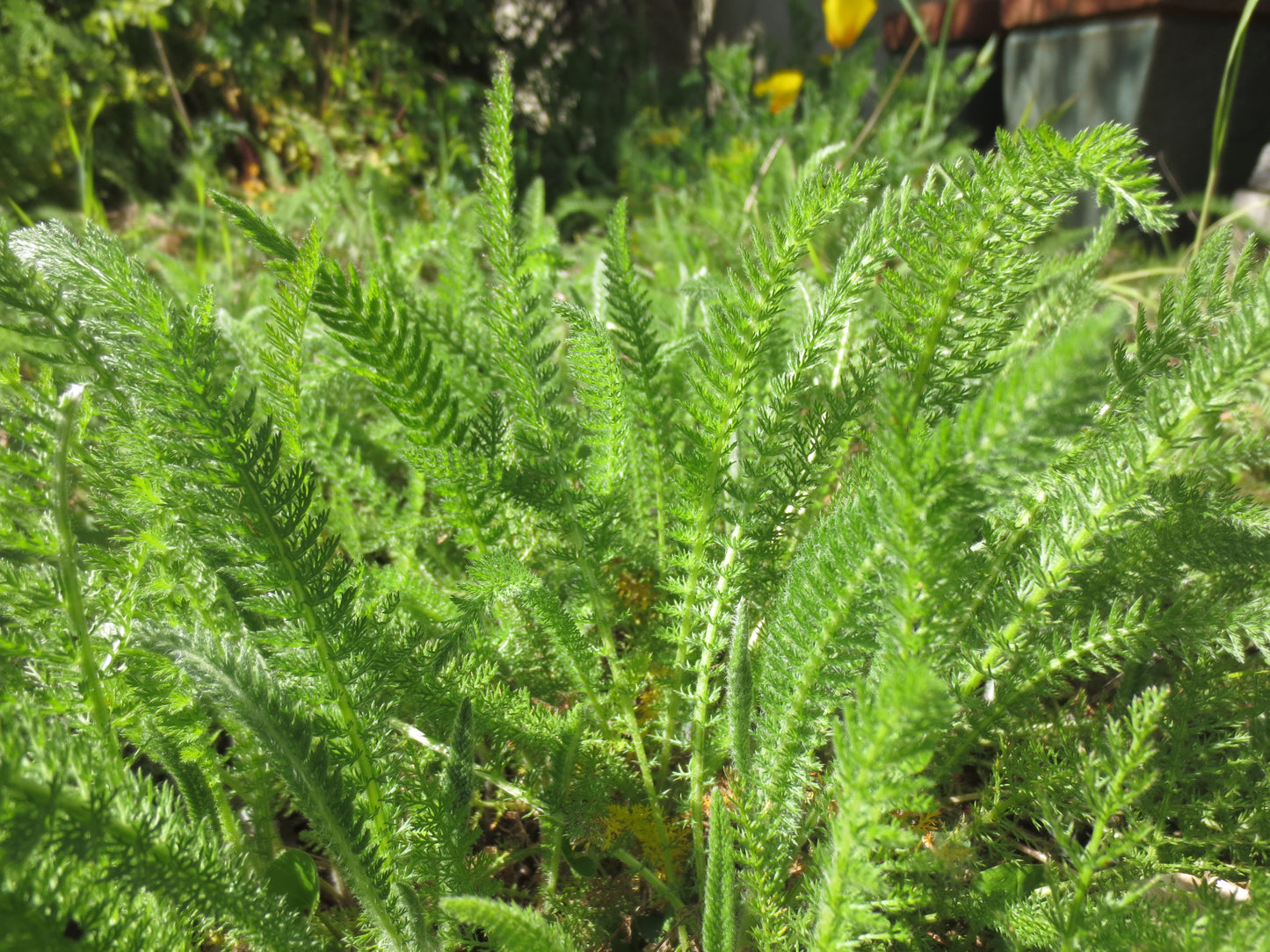 Achillea millefolium, White Yarrow
