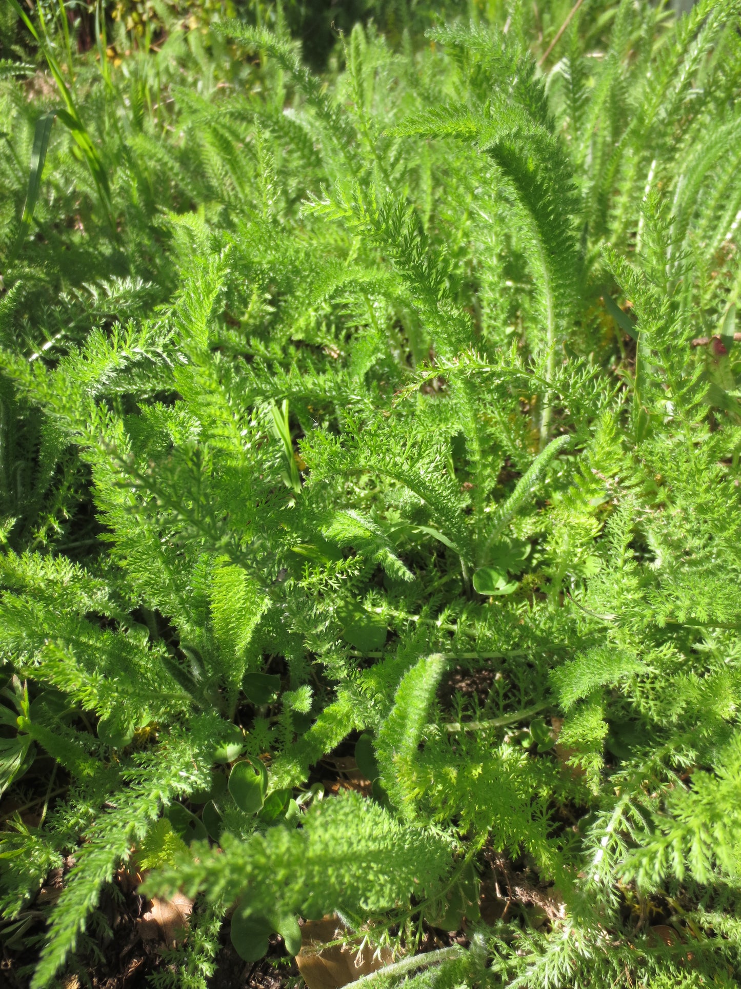 Achillea millefolium, White Yarrow
