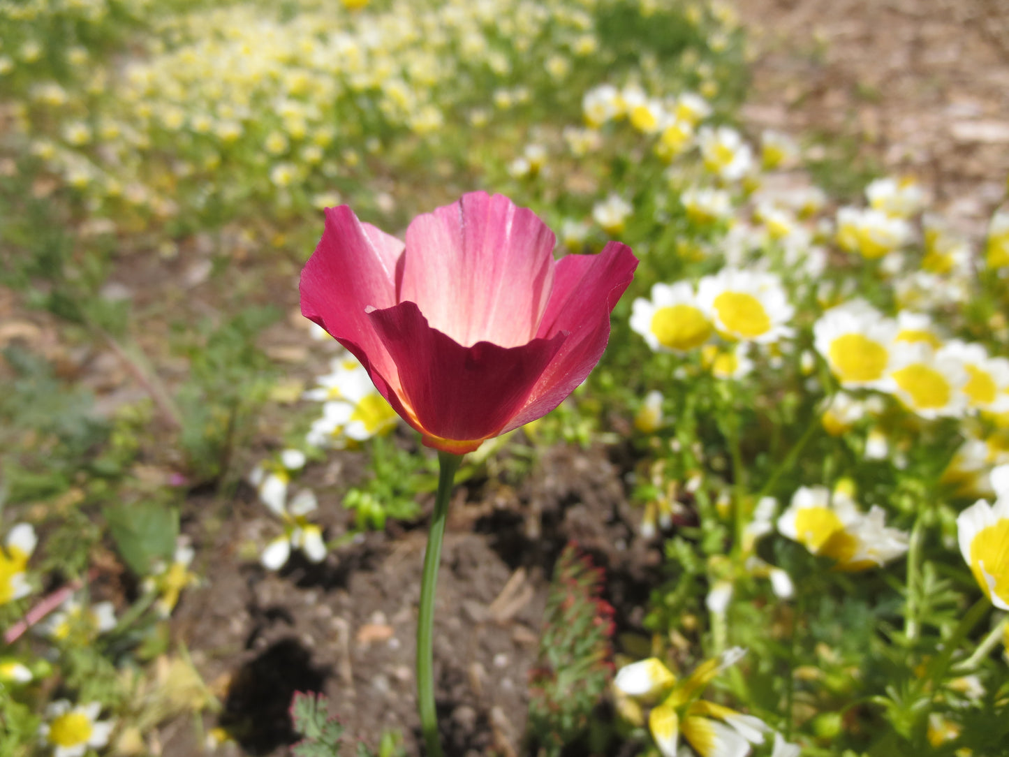 Eschscholzia californica 'Carmine King' Poppy