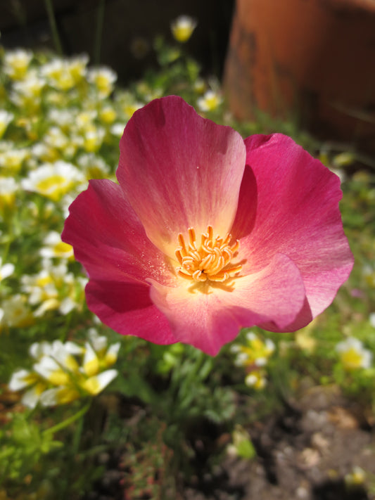 Eschscholzia californica 'Carmine King' Poppy