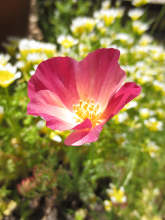 Eschscholzia californica 'Carmine King' Poppy