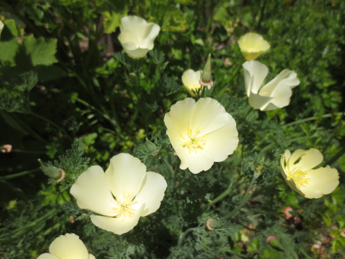 Eschscholzia californica 'Moonglow' Poppy