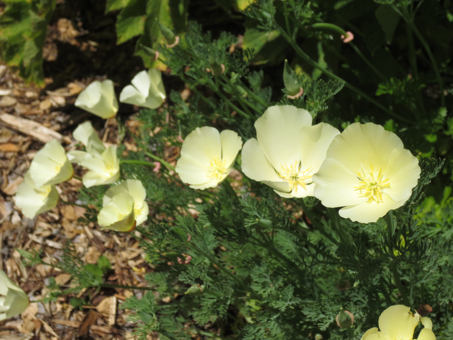Eschscholzia californica 'Moonglow' Poppy