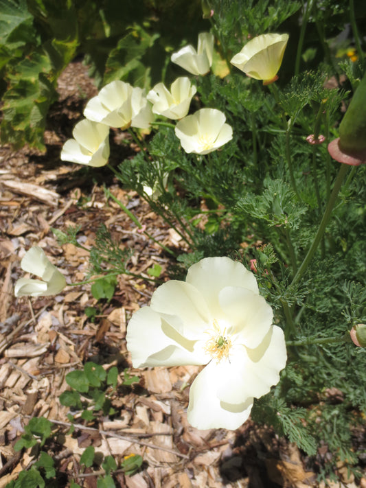 Eschscholzia californica 'Moonglow' Poppy