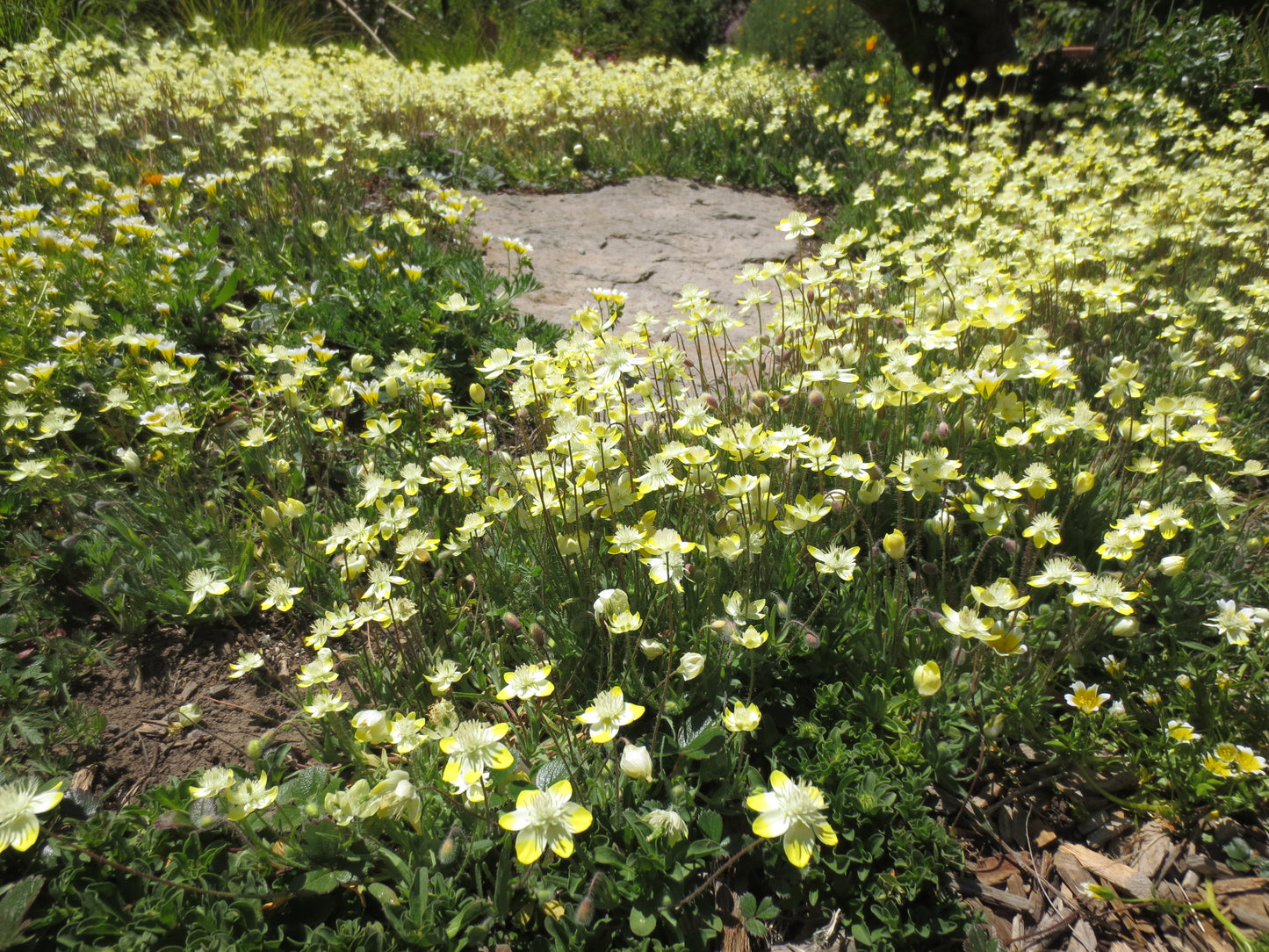 Platystemon californicus, Creamcups