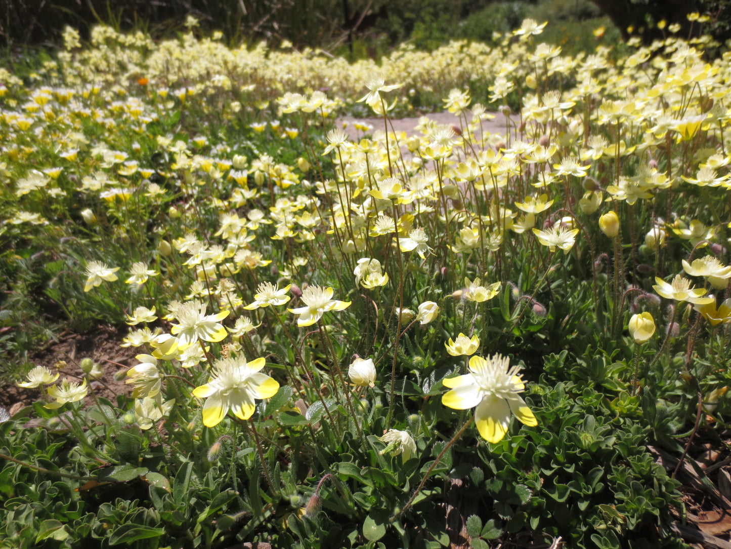 Platystemon californicus, Creamcups