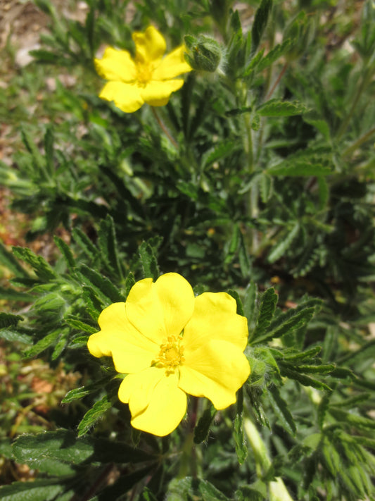 Potentilla gracilis, Slender Cinquefoil