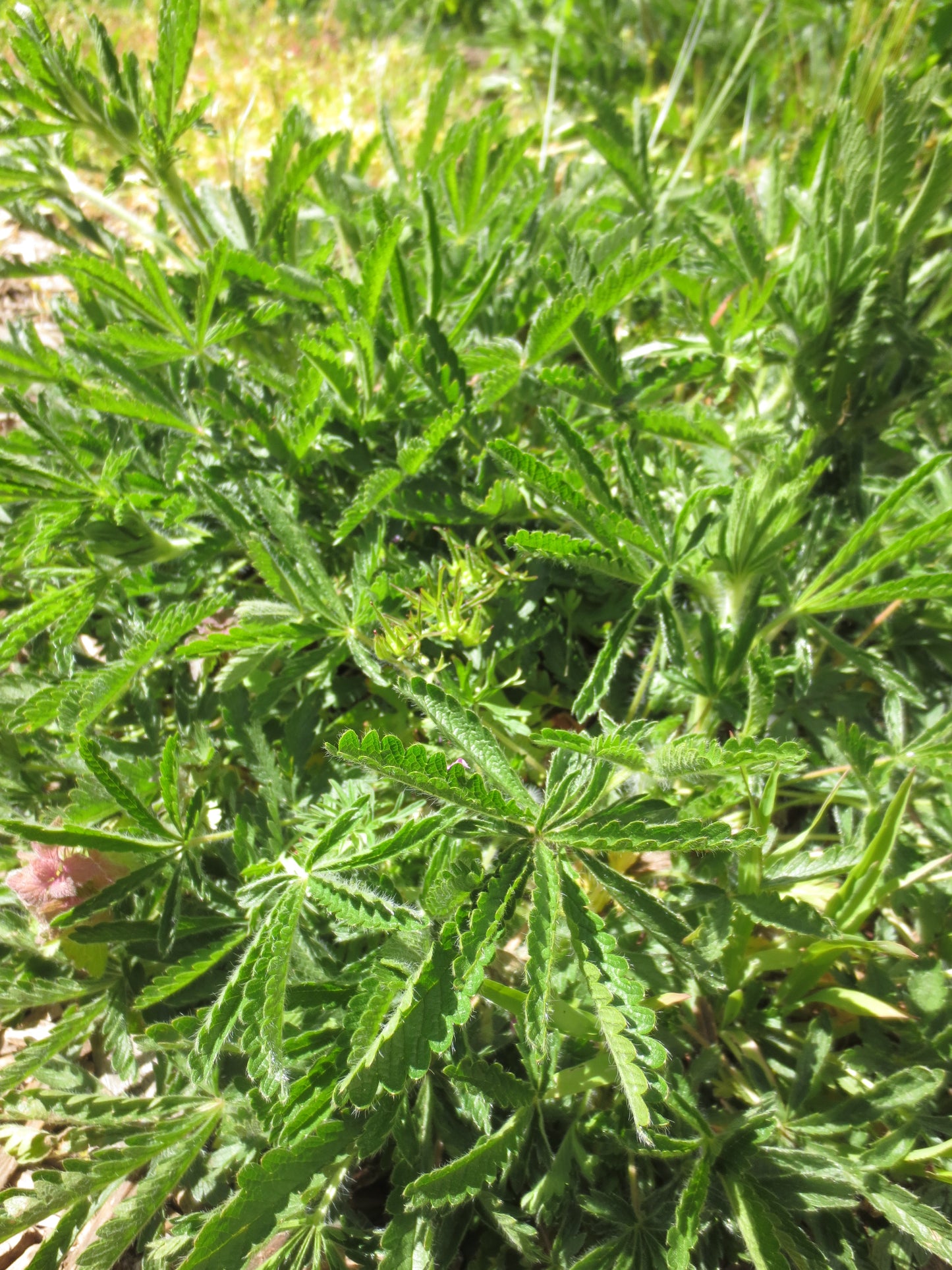 Potentilla gracilis, Slender Cinquefoil