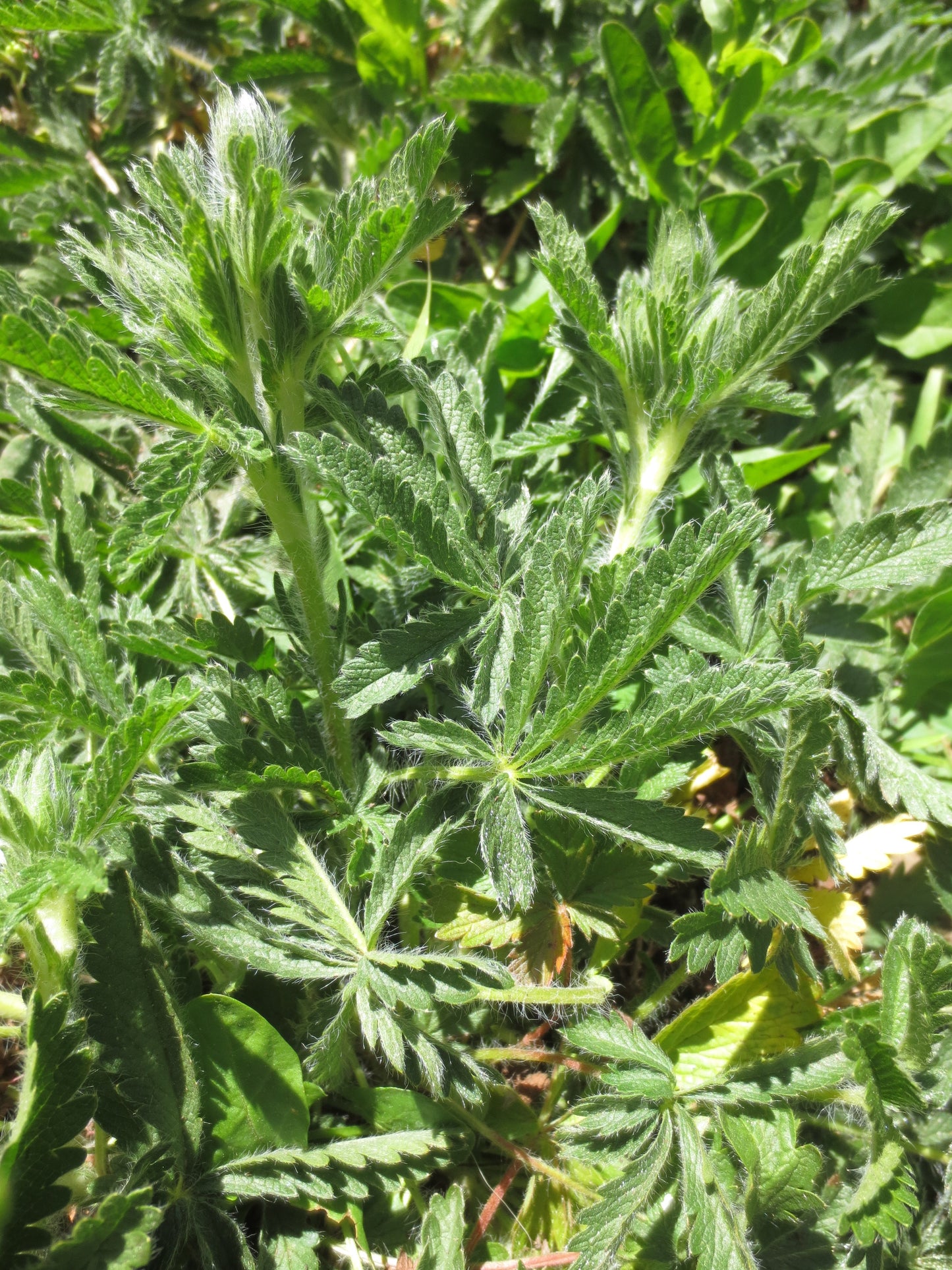 Potentilla gracilis, Slender Cinquefoil