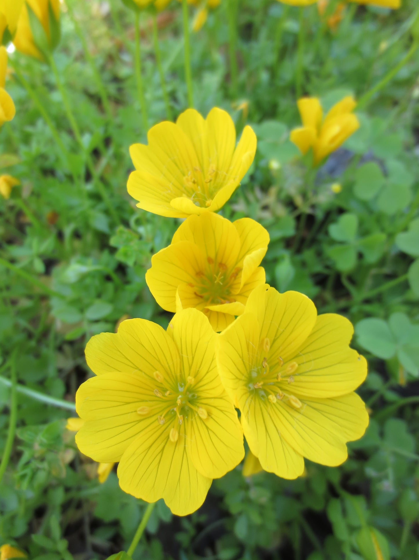 Limnanthes douglasii ssp. sulphurea, Point Reyes Meadowfoam