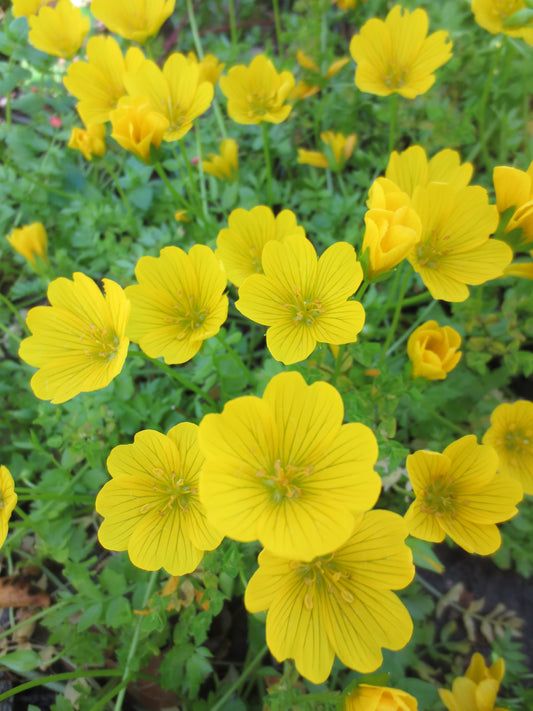 Limnanthes douglasii ssp. sulphurea, Point Reyes Meadowfoam